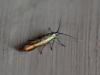 Coleophora sp.
